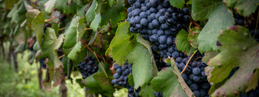 I grandi vitigni italiani - CANAIOLO