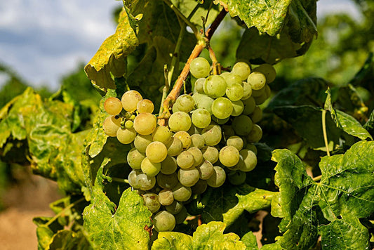 I grandi vitigni italiani - CARRICANTE