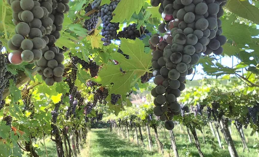 I grandi vitigni italiani - CORVINA