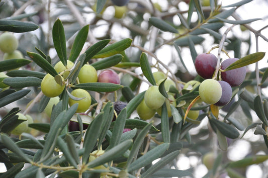 Perché consumare olio extravergine di oliva?