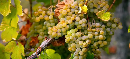 I grandi vitigni italiani - CORTESE